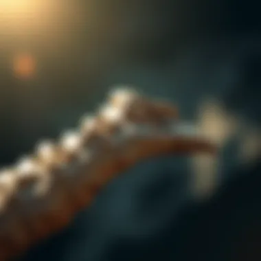 Magnificent Exploring the Authentic Velociraptor Claw