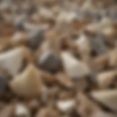 Close-up of shark teeth collected with a sifter, showcasing their variety