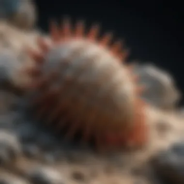 Close-up of a crinoid fossil with a focus on its unique features.