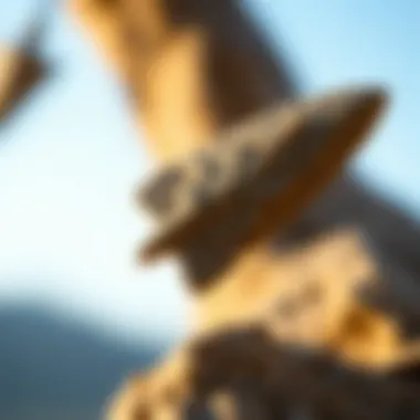 Notable Exploring Arrowheads: A Comprehensive Guide
