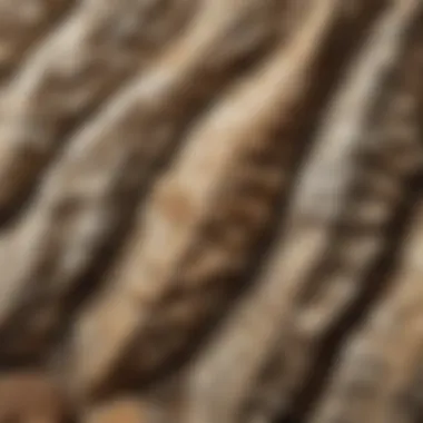Unique Textures of Bulk Fossils Detailed view of a bulk fossil specimen showcasing unique textures and features