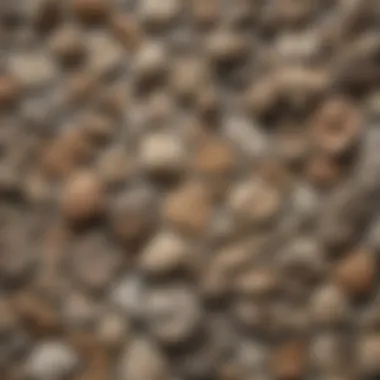 Collection of Bulk Fossils in a Museum An organized collection of various bulk fossils displayed in a museum setting
