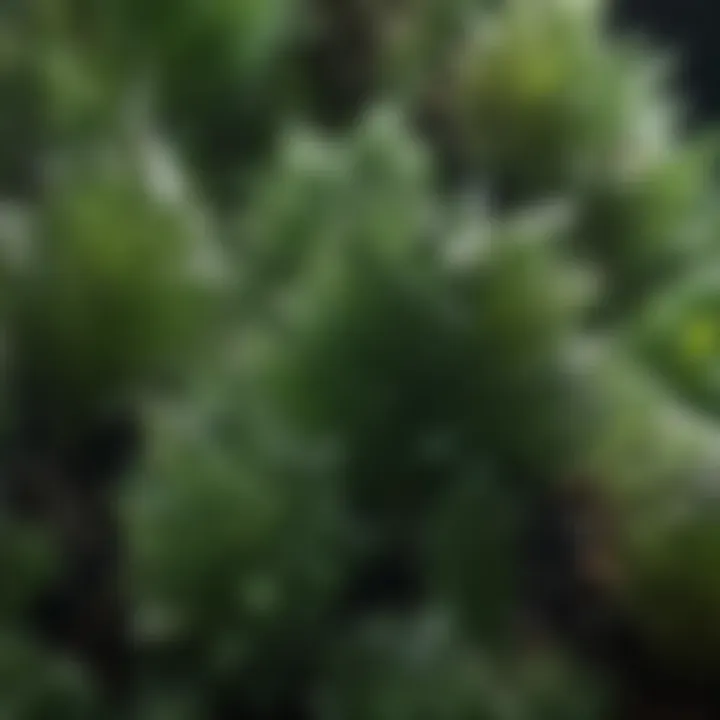 A close-up view of green crystals resembling moldavite, showcasing their unique textures and facets.