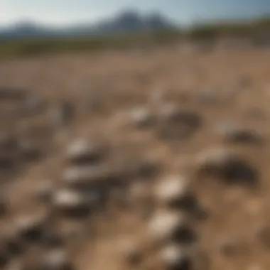 Agricultural field utilizing dolomitic limestone as soil amendment