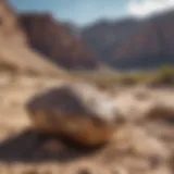 Fossil excavation site in Utah