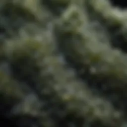 A close-up view showcasing the intricate texture and color variations of moldavite beads.