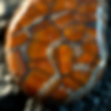 Intricate Patterns of Petoskey Stone A stunning close-up of a Petoskey stone highlighting its intricate patterns.