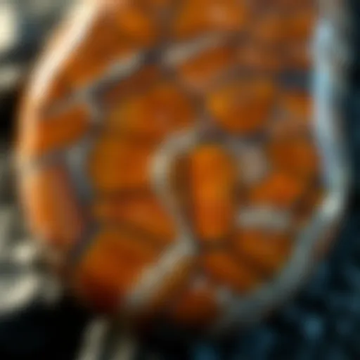 Intricate Patterns of Petoskey Stone A stunning close-up of a Petoskey stone highlighting its intricate patterns.