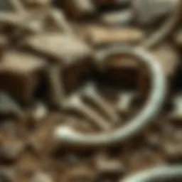 A detailed view of a mammoth bone excavation site.
