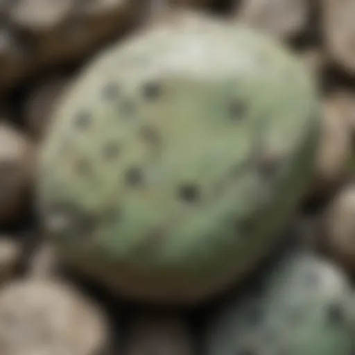 Close-up view of the light green stone with distinctive black spots showcasing its texture and color variations