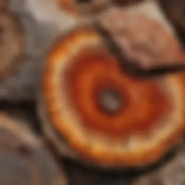 A vibrant cross-section showcasing the colors of petrified wood