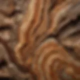 Close-up of intricate patterns in petrified wood