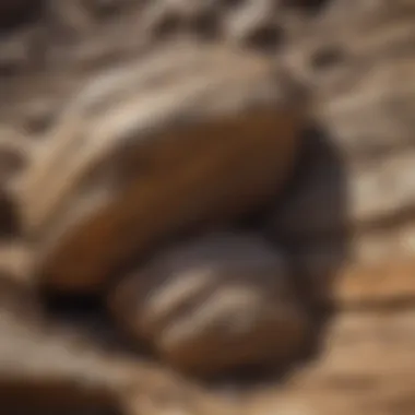 A layered formation of sedimentary rocks with visible strata and fossils