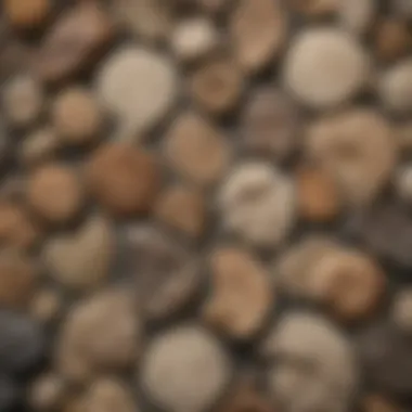 A detailed close-up of various fossils displayed on a textured surface