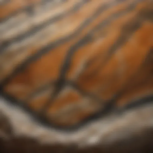 A close-up view showcasing the mesmerizing patterns of tiger stone.