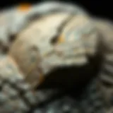 Meteor Fragment Textures Close-up of a meteor fragment showcasing its unique texture and color