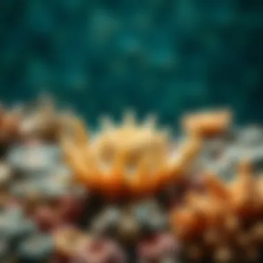 Ecological significance of corals in marine habitats