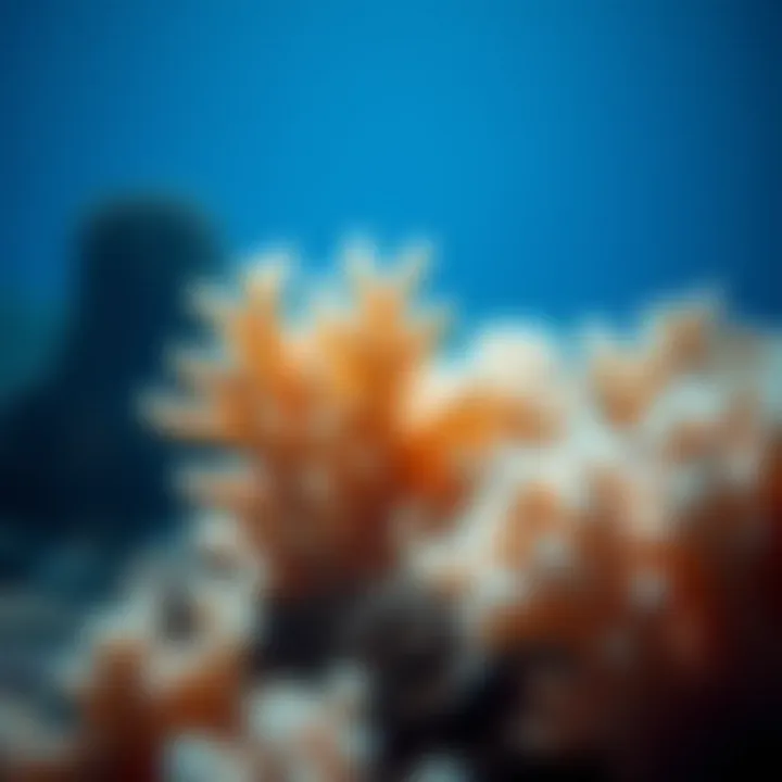 Close-up of a unique coral formation