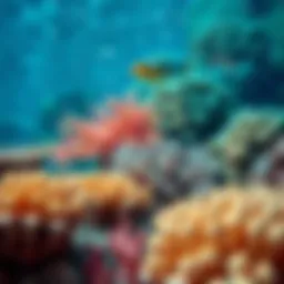 A vibrant coral reef showcasing rare coral species