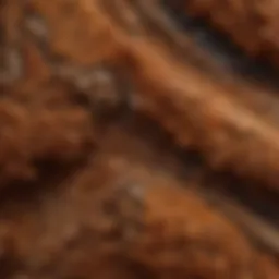 Close-up view of thuya burl showcasing its intricate grain patterns