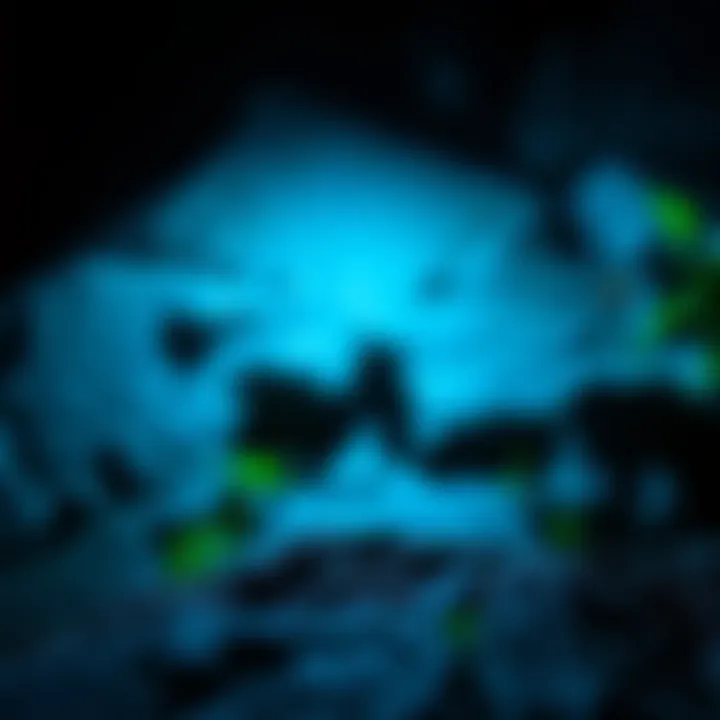 Environmental study with UV light in nature