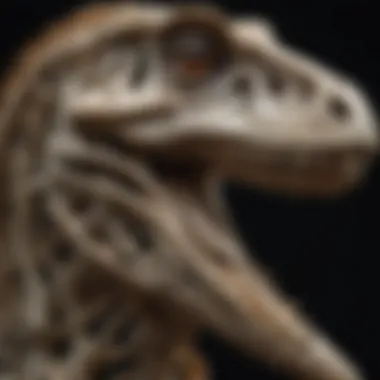 Detailed view of a velociraptor bone showcasing its unique structure