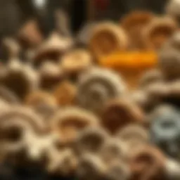 A stunning display of various fossils showcasing their intricate details and unique forms.