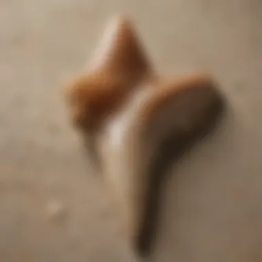 Close-up of a fossilized shark tooth highlighting its unique features