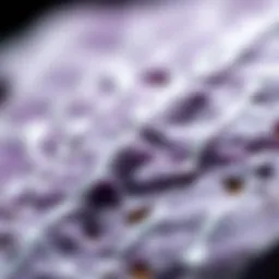 Close-up view of a purple stone with intricate white lines