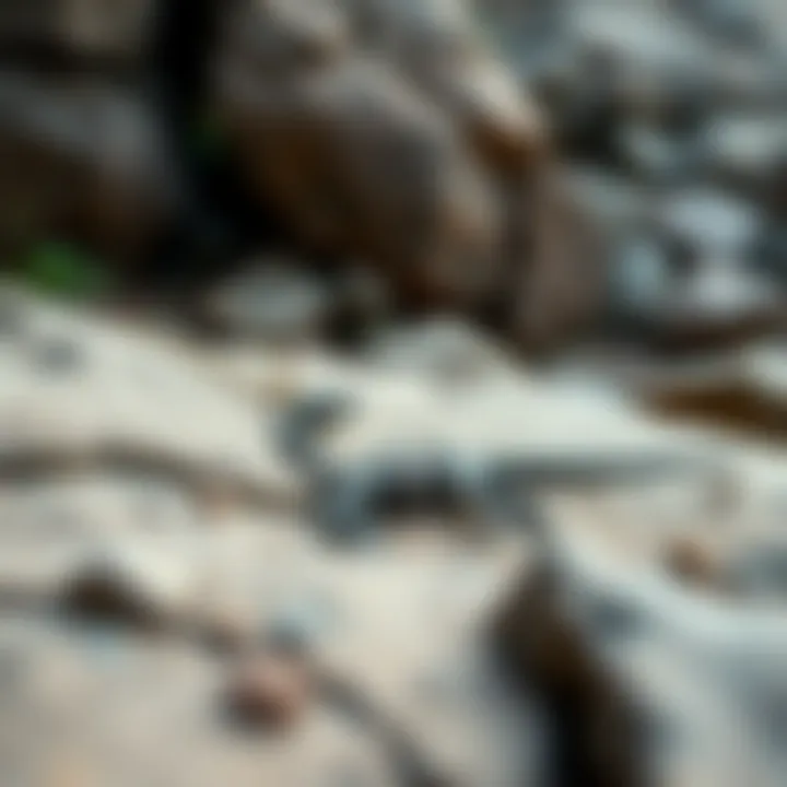 Natural Dinosaur Fossil Site Natural environment featuring a dinosaur fossil site