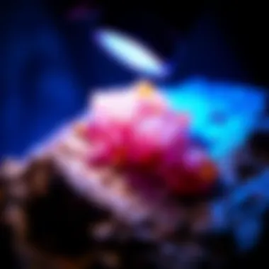 Portable UV Light Revealing Mineral Details Close-up of a portable UV light illuminating a mineral specimen