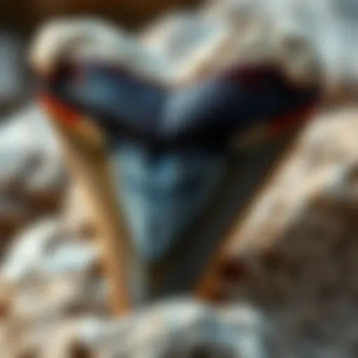 Close-up of a megalodon tooth showcasing its serrated edges