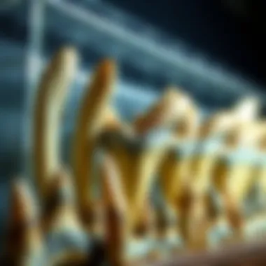 A collection of megalodon teeth displayed elegantly