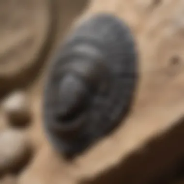 A close-up of a trilobite fossil