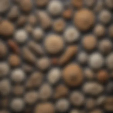 Various types of fossils found at Udig displayed on a table