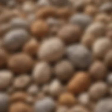 Diversity in Coprolites Across Eras Illustration of various coprolite formations from different prehistoric species
